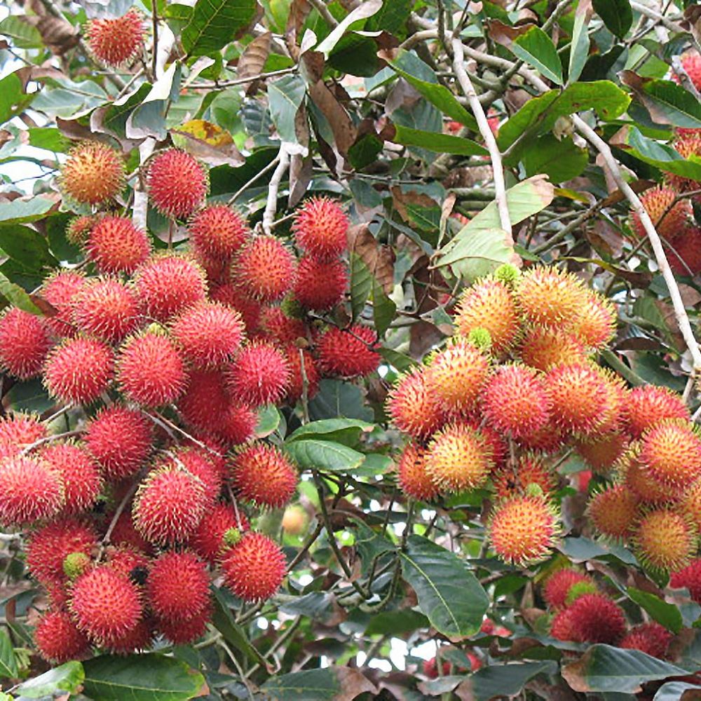 Chôm Chôm  – Viên Ngọc Ngọt Ngào Của Vĩnh Long